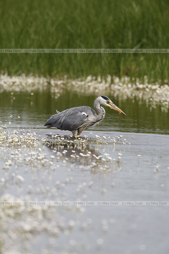 Ardea cinerea Grey heron