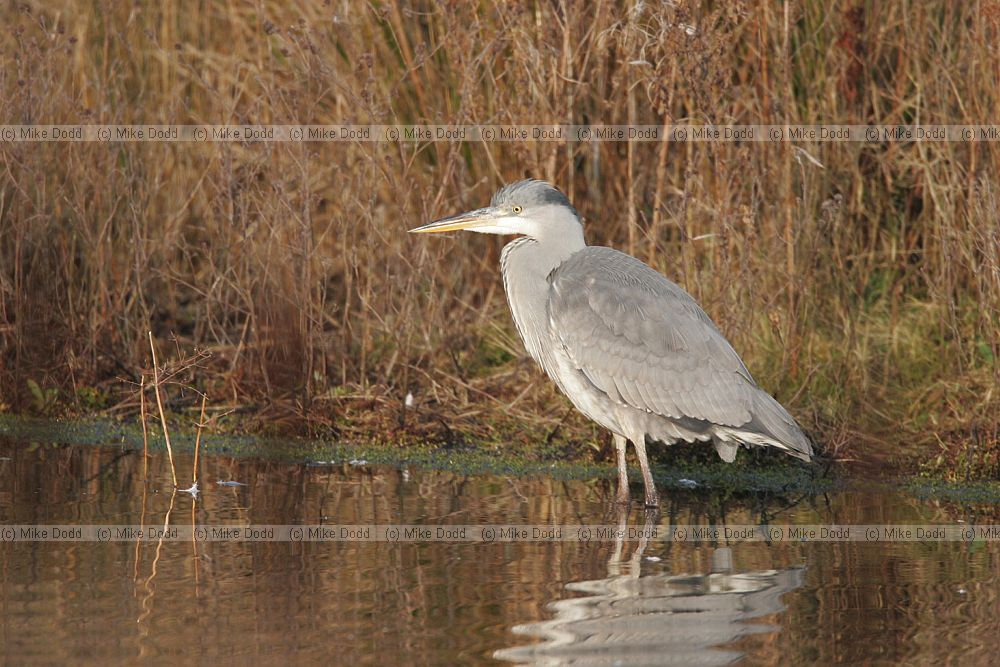 Ardea cinerea Grey heron