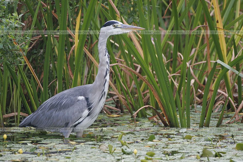 Ardea cinerea Grey heron