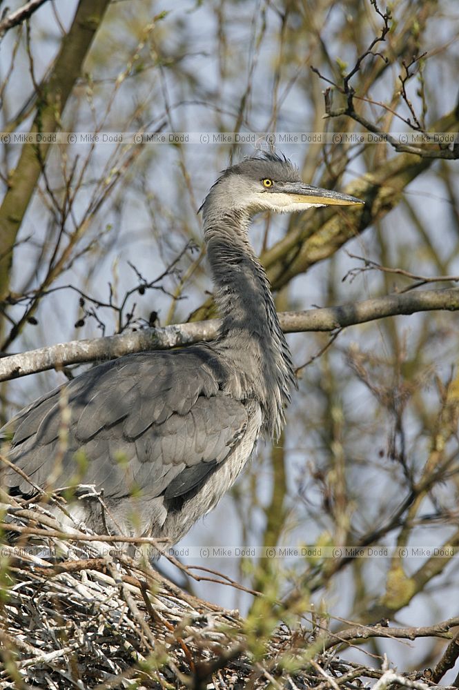 Ardea cinerea Grey heron
