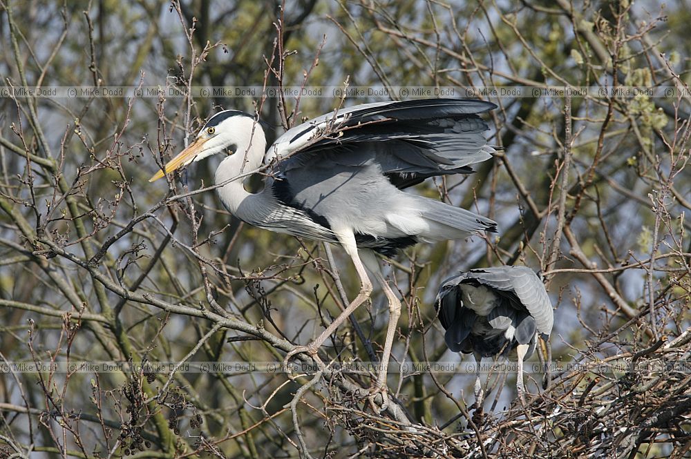 Ardea cinerea Grey heron