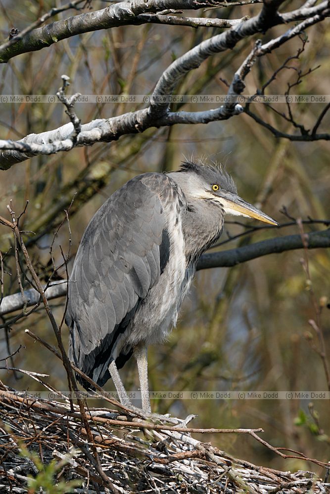 Ardea cinerea Grey heron