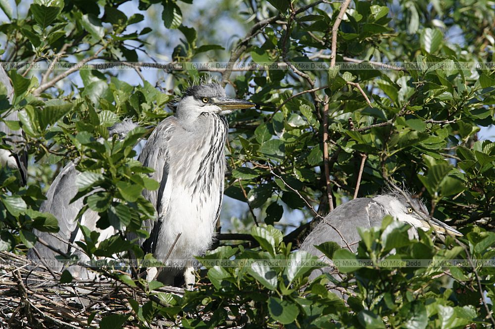 Ardea cinerea Grey heron