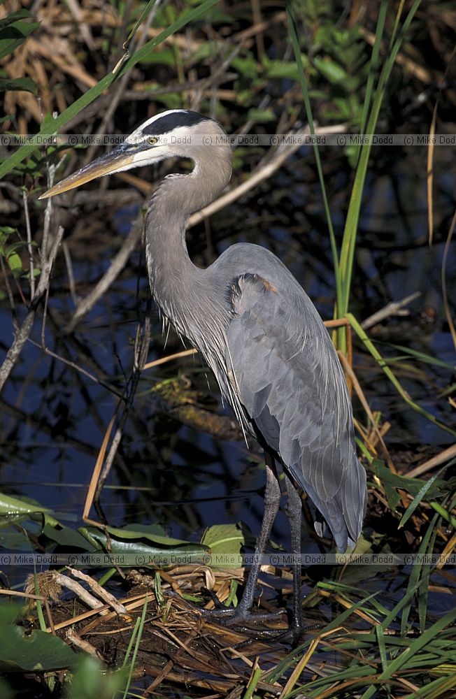Ardea herodias Great blue heron everglades Florida