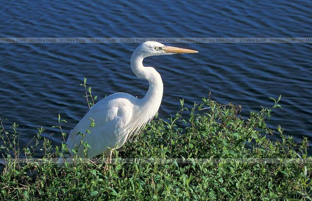 Ardea herodias Great blue heron white form everglades Florida