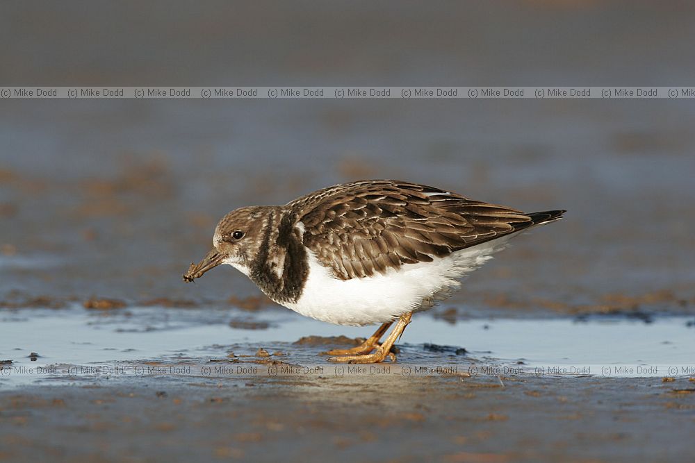 Arenaria interpres Turnstone