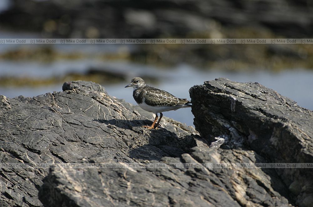 Arenaria interpres Turnstone