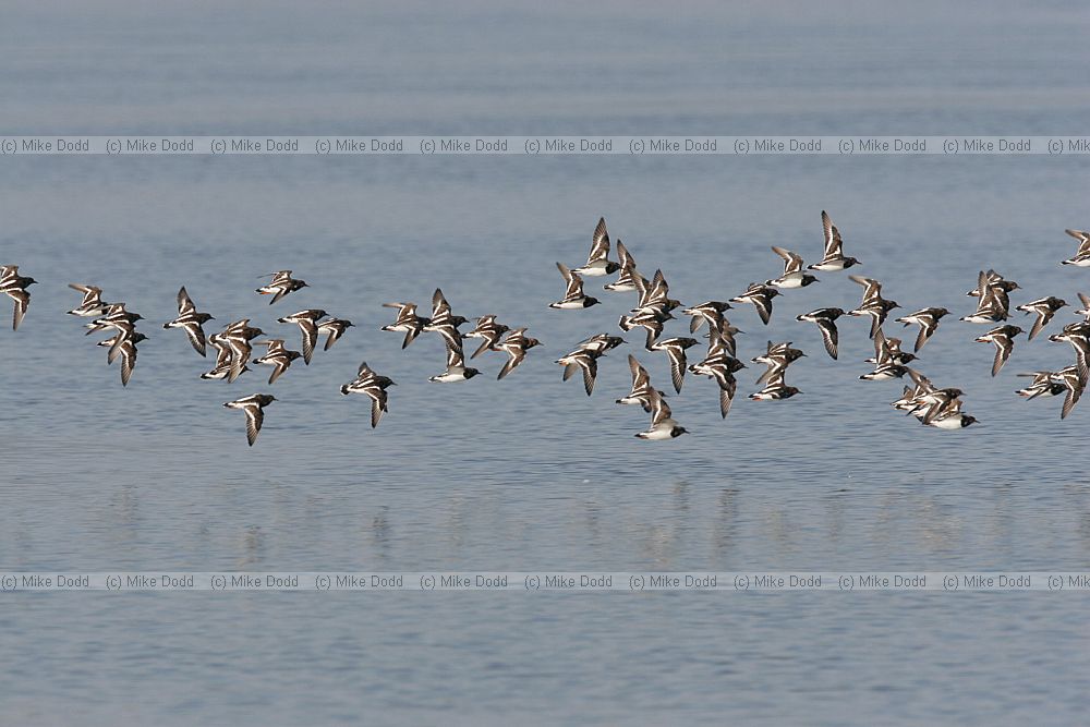 Arenaria interpres Turnstone in flight