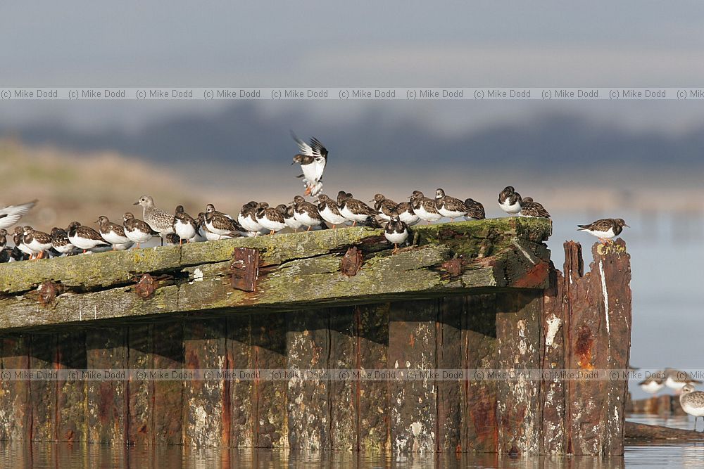 Arenaria interpres Turnstone and Grey plover