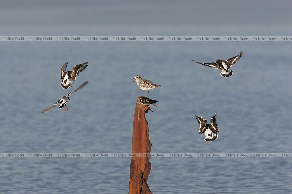 Arenaria interpres Turnstone attempting to land on post controlled by Grey plover