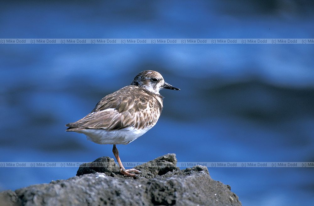 Arenaria interpres Ruddy turnstone on shoreline Everglades Florida