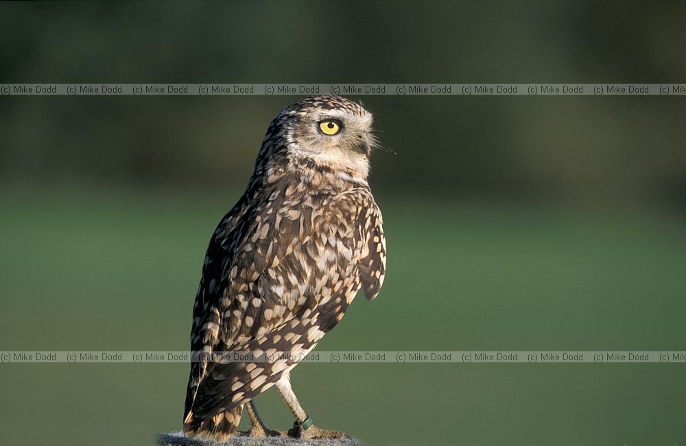 Athene cunicularia Burrowing owl