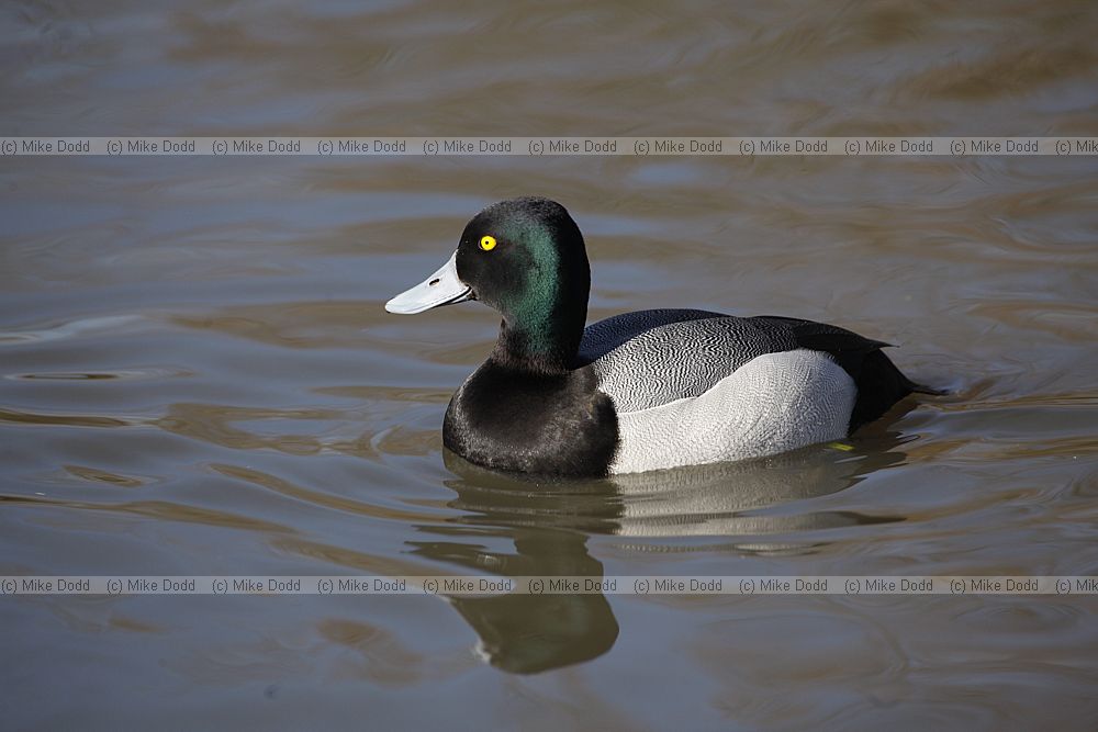 Aythya affinis Lesser Scaup male