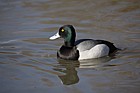 Aythya affinis Lesser Scaup male
