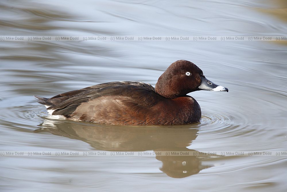 Aythya australis Hardhead
