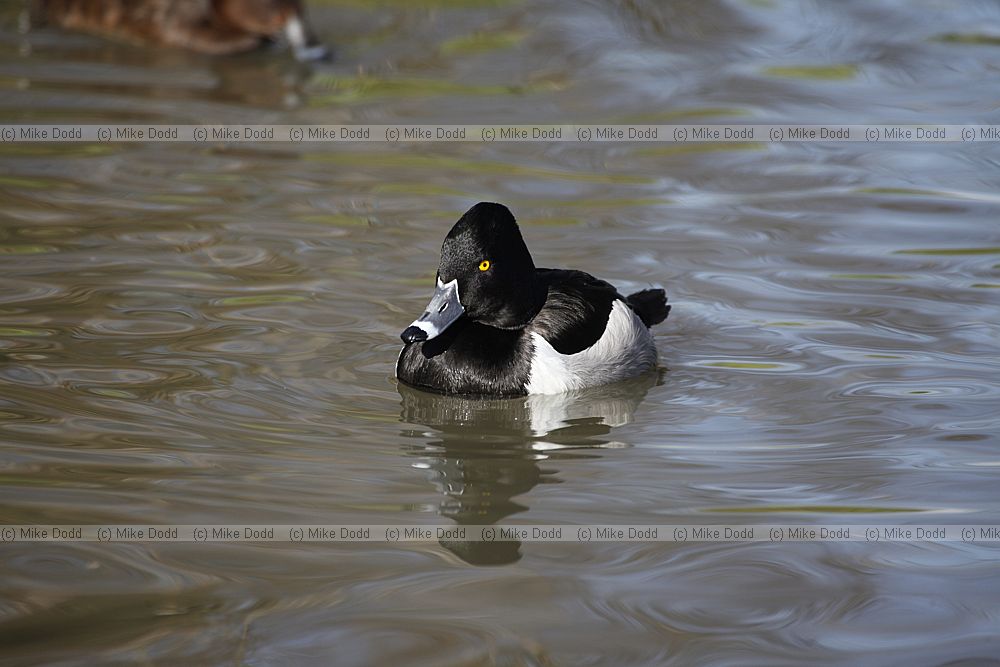 Aythya collaris Ring-necked Duck male