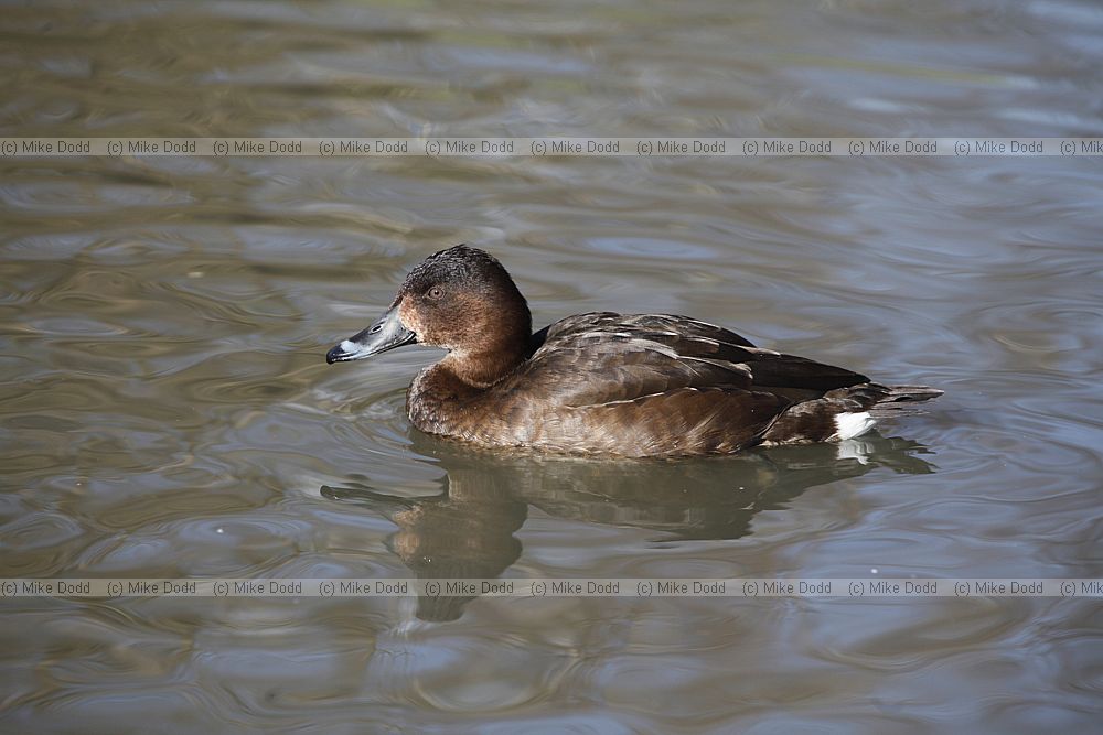 Aythya collaris Ring-necked Duck female