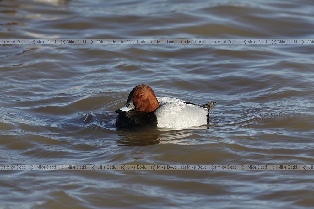 Aythya ferina Pochard
