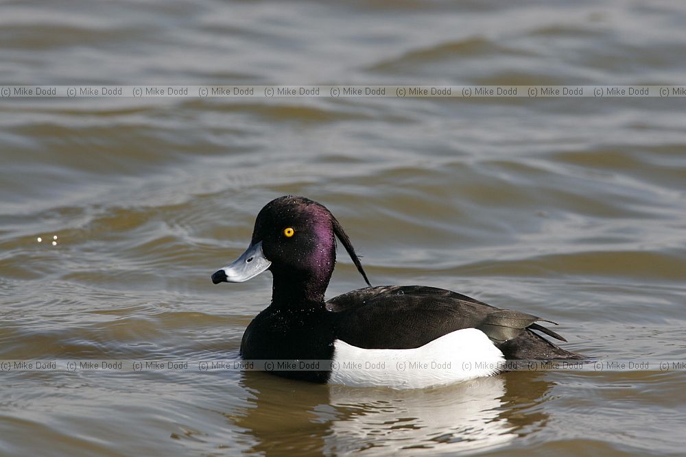 Aythya fuligula Tufted duck