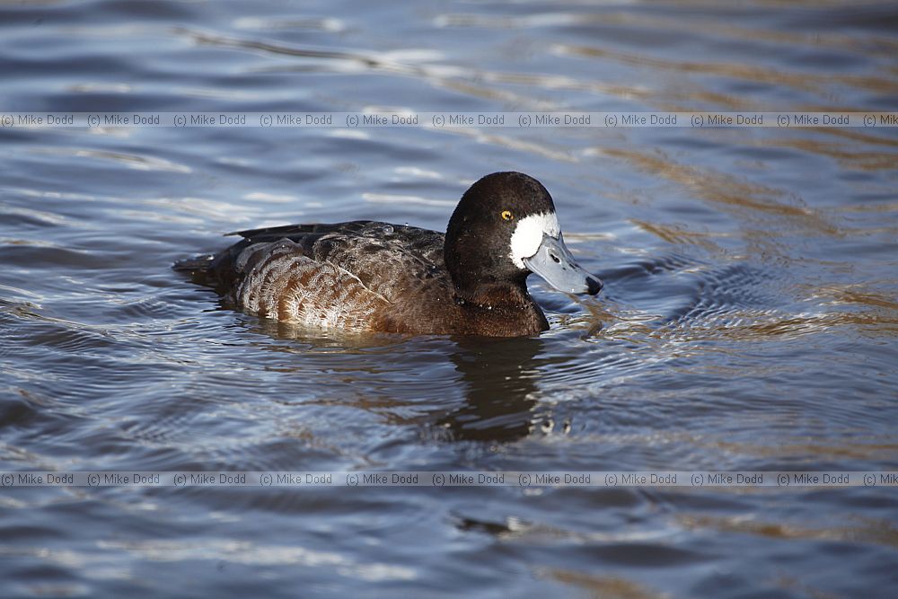 Aythya marila marila Greater Scaup female