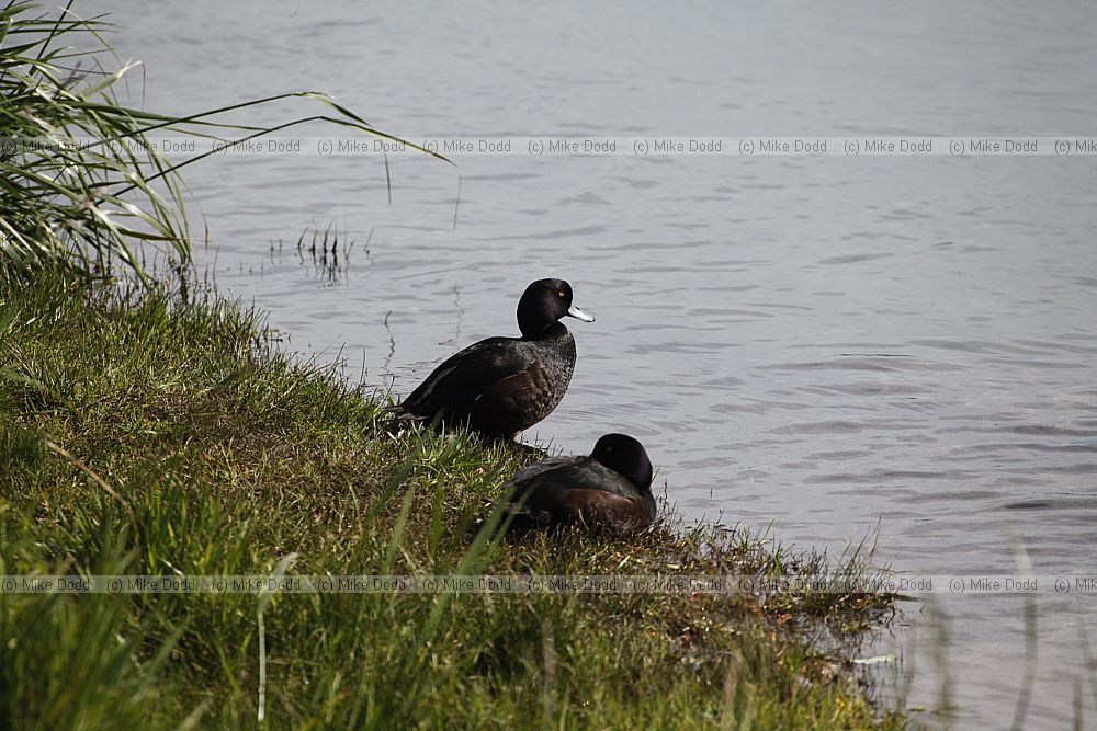 Aythya novaeseelandiae New Zealand Scaup or Black teal