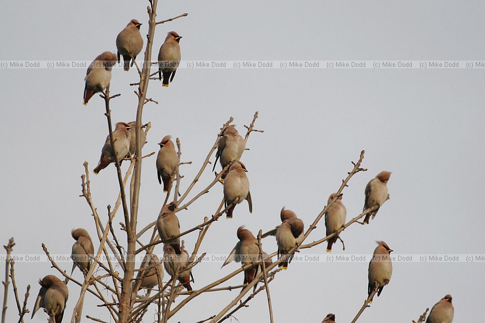 Bombycilla garrulus Waxwing