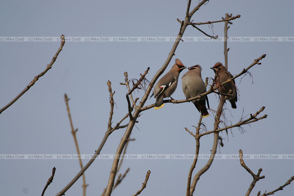 Bombycilla garrulus Waxwing