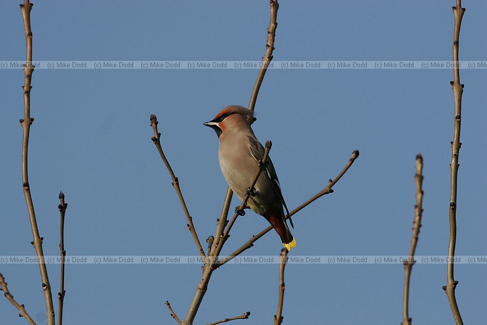 Bombycilla garrulus Waxwing