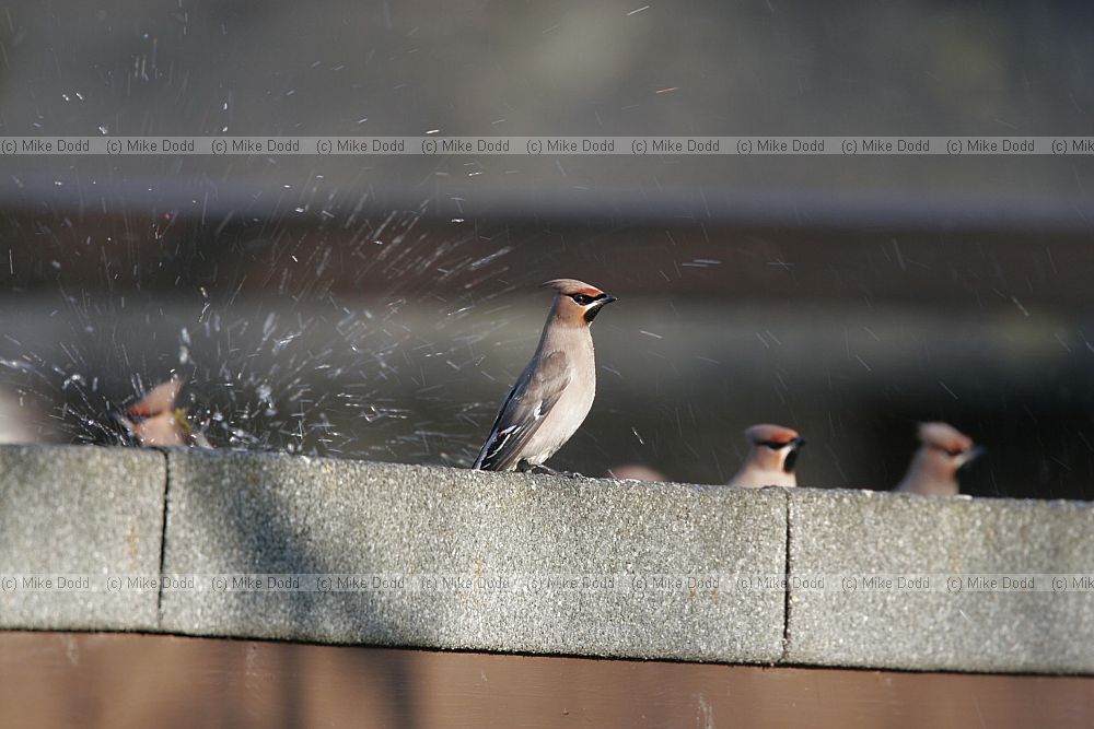 Bombycilla garrulus Waxwing