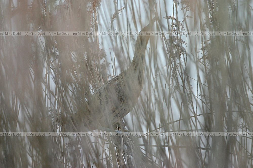 Botaurus stellaris Bittern
