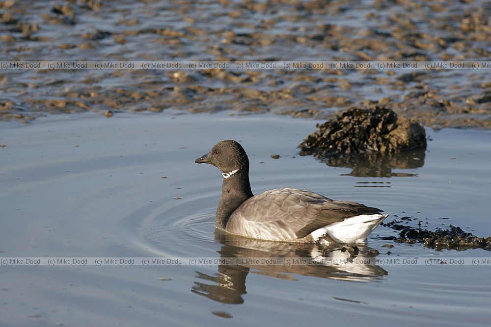 Branta bernicla Brent geese
