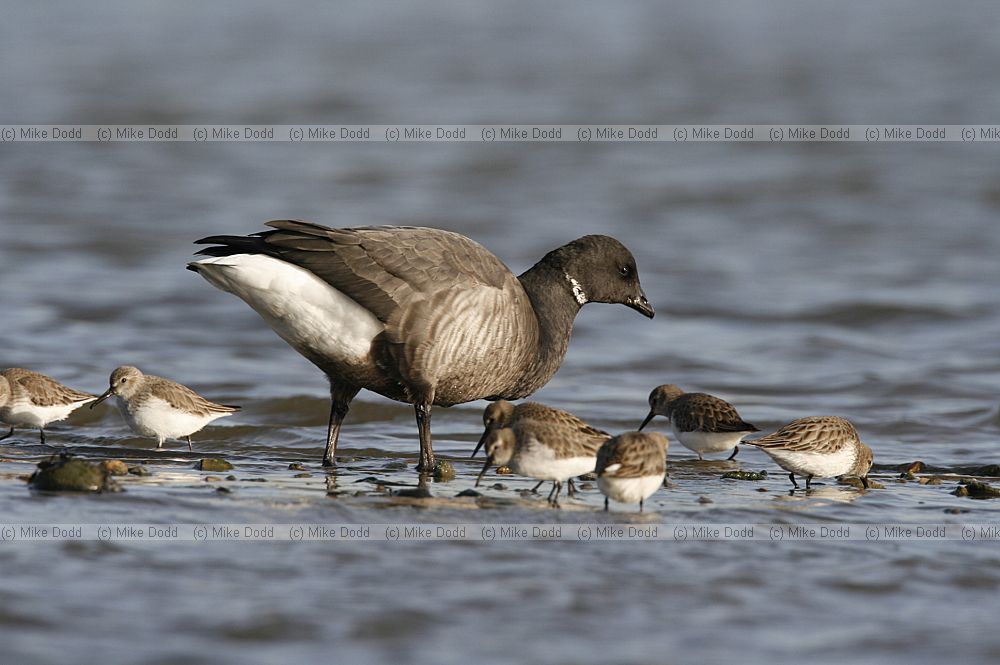 Branta bernicla Brent goose and Dunlin