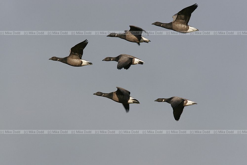 Branta bernicla Brent geese (dark-bellied) in flight