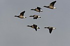 Branta bernicla Brent geese (dark-bellied) in flight