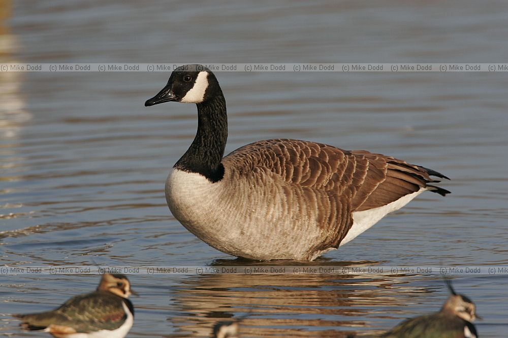 Branta canadensis Canada goose