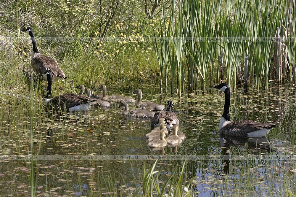 Branta canadensis Canada geese and goslings