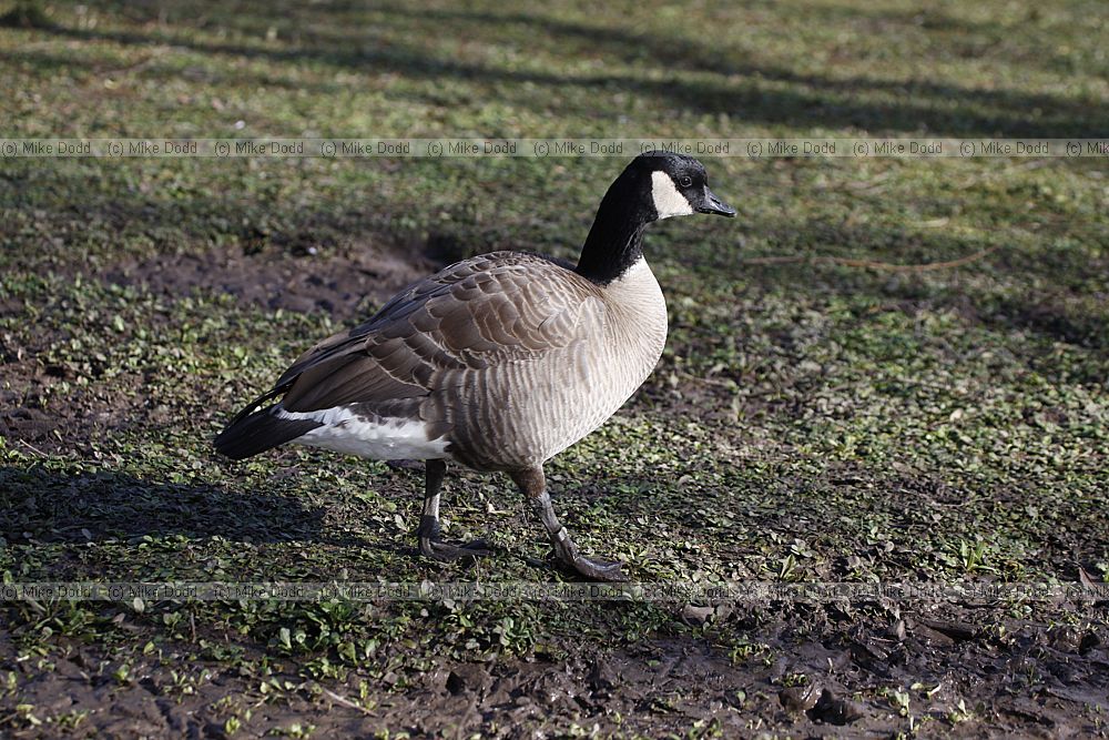 Branta canadensis parvipes Lesser Canada goose (?)