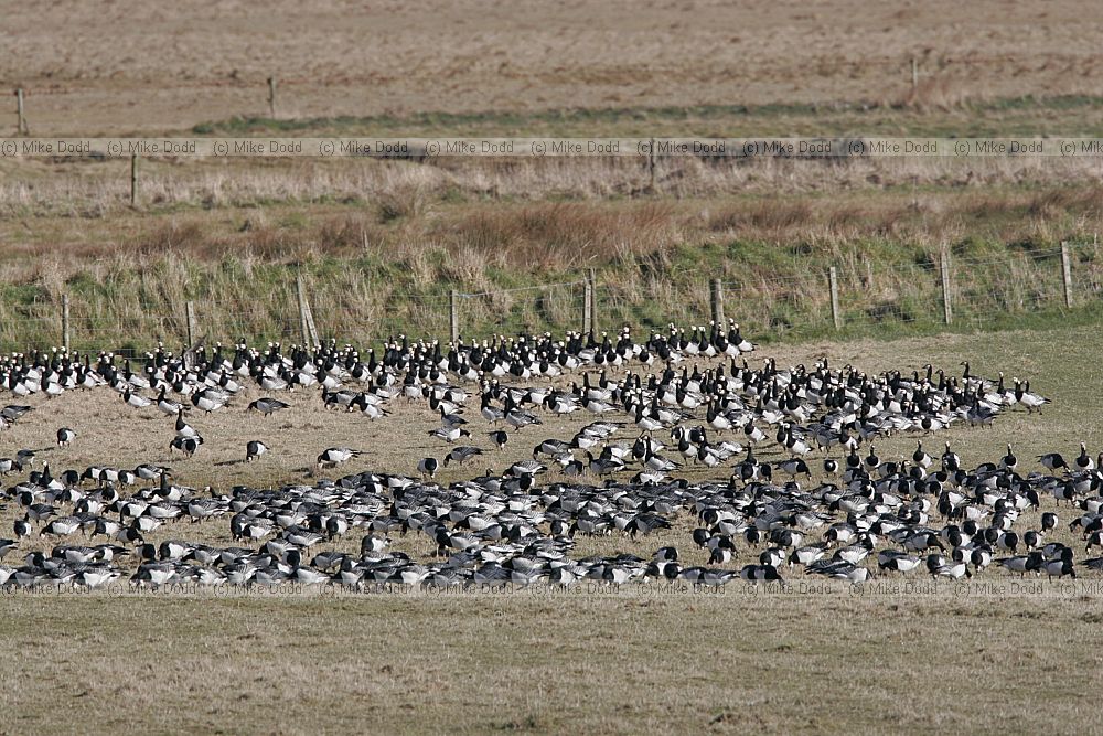 Branta leucopsis Barnacle geese