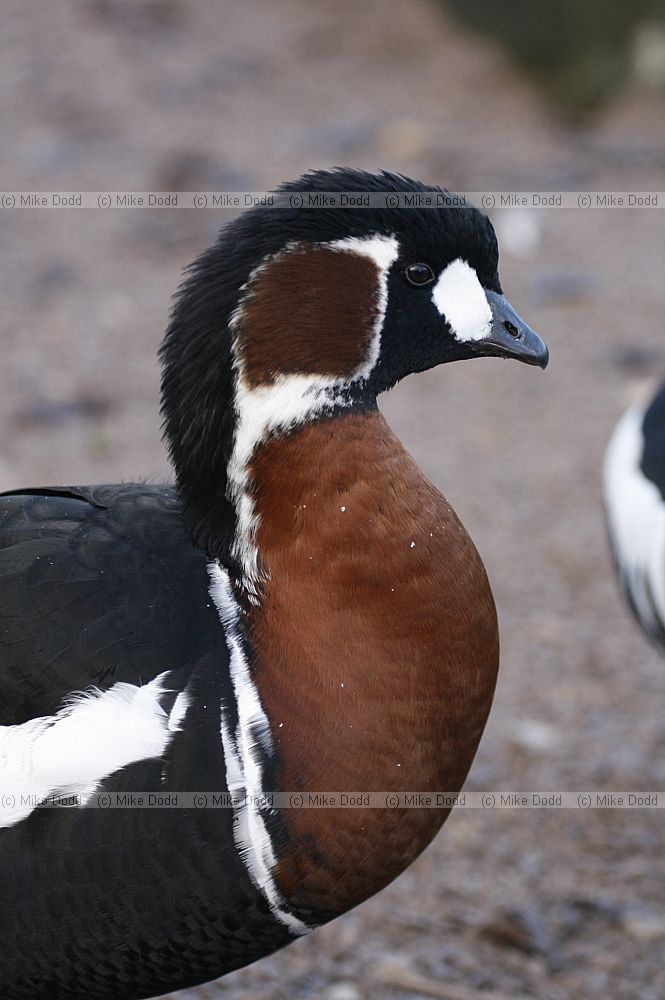 Branta ruficollis Red-breasted Goose