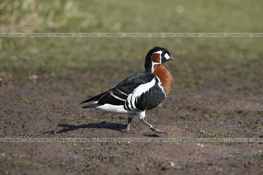 Branta ruficollis Red-breasted Goose