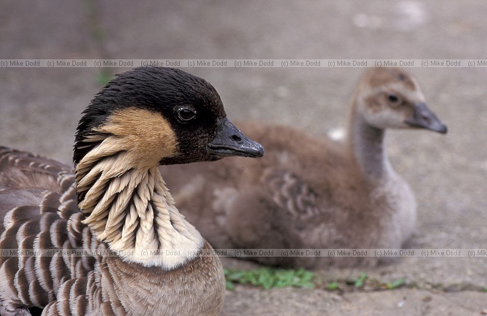 Branta sandvicensis Nene or Hawiian goose