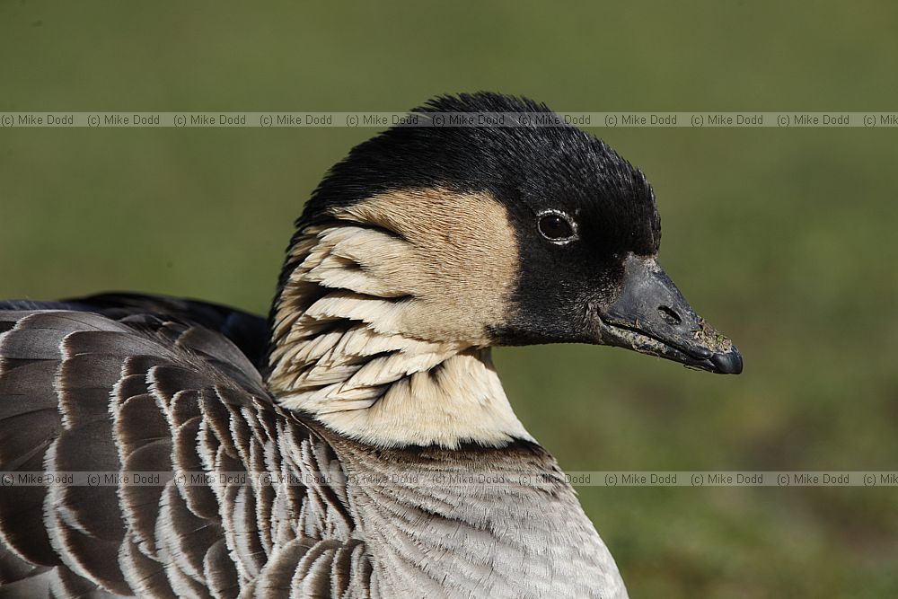 Branta sandvicensis Nene