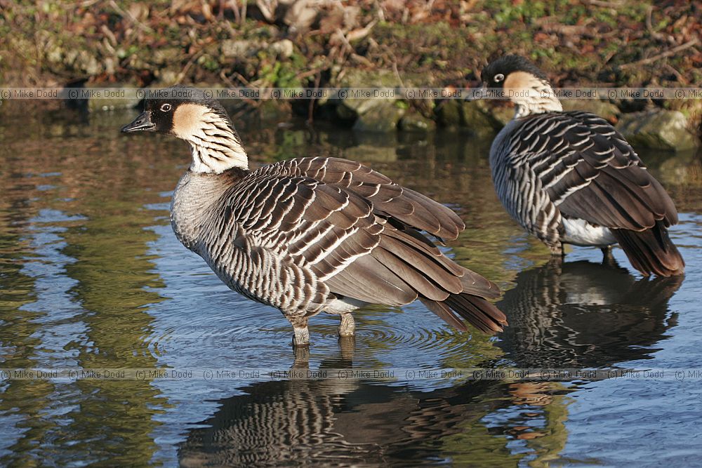 Branta sandvicensis Nene or Hawiian goose