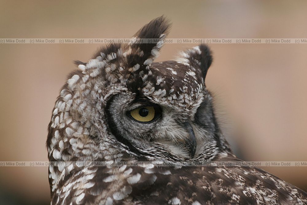 Bubo africanus African spotted eagle owl