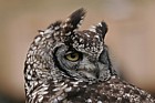 Bubo africanus African spotted eagle owl