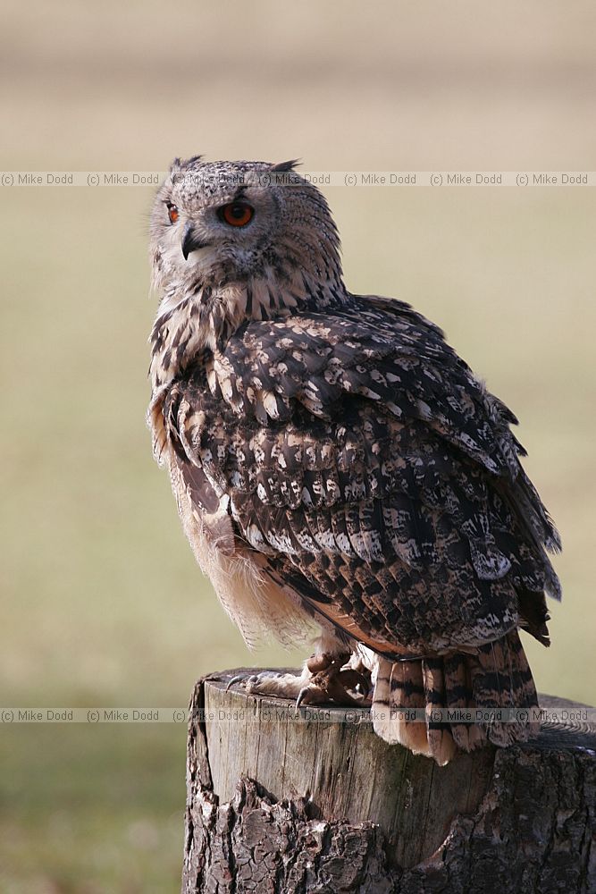 Bubo bengalensis Bengal eagle owl