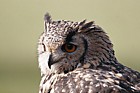 Bubo bengalensis Bengal eagle owl