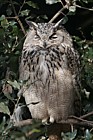 Bubo bubo European eagle owl
