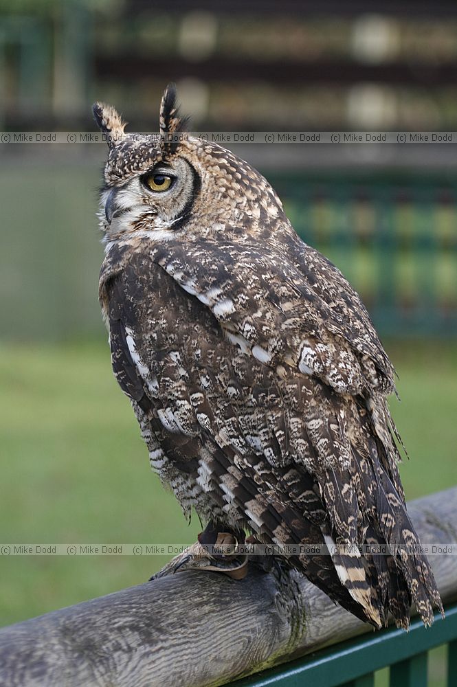 Bubo capensis Cape eagle owl (?)