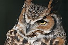 Bubo virginianus Great horned owl